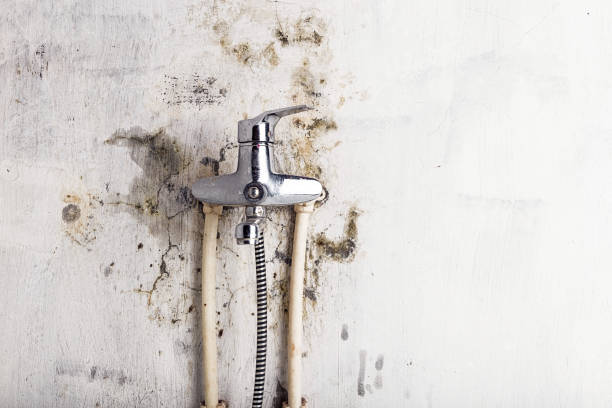 Best Mold Damage Repair  in Wilmington Manor, DE