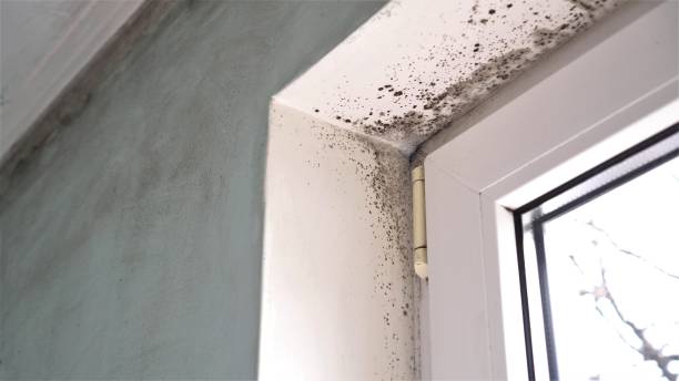 Best Professional Mold Removal  in Wilmington Manor, DE