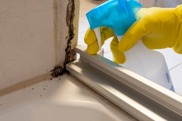 Best Attic Mold Removal  in Wilmington Manor, DE