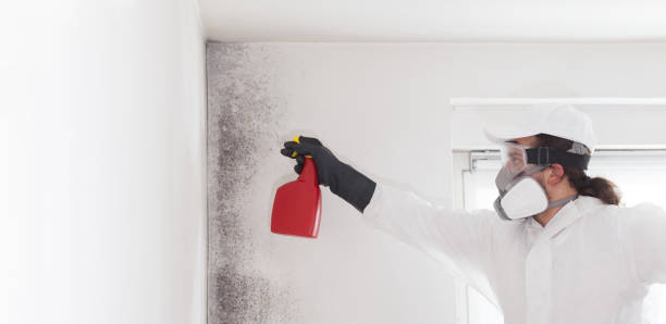 Mold Removal and Inspection in Wilmington Manor, DE