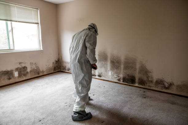 Best Professional Mold Removal  in Wilmington Manor, DE