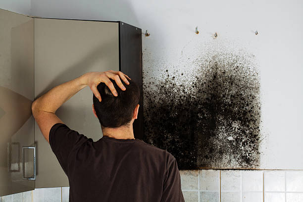 Professional Mold Removal in Wilmington Manor, DE