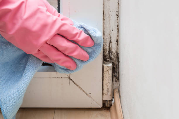 Best Black Mold Removal  in Wilmington Manor, DE
