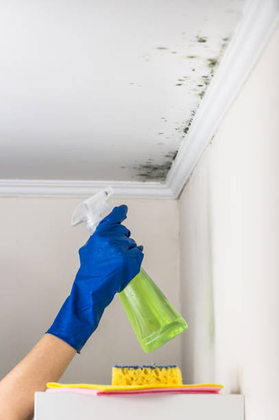 Best Black Mold Removal  in Wilmington Manor, DE