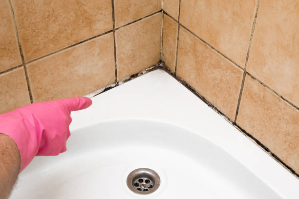 Best Home Mold Removal  in Wilmington Manor, DE